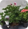 Pelargonia angielska Pinkerbell 6 sztuk